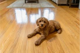 Pet-friendly flooring in a Chicagoland home — dog resting on luxury vinyl plank